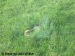 Hase versteckt sich