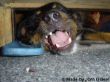 Jack Russel fletscht die Zähne