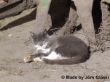 Katze sonnt sich