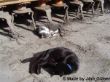 Katzen sonnen sich vor der Kreiselegge