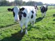 Kuh im Gras