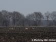 Rehe auf der Flucht