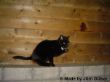 Schwarze Katze beim Putzen