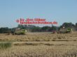 Lexion 480 mit 600 in action