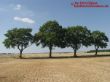 4 Bäume im Wind