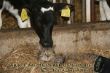 Kalb und Katze.jpg