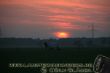 Sonnenuntergang mit Kuh.jpg