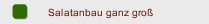 Salatanbau ganz groß